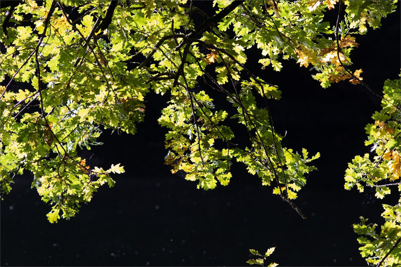 Feuillage vert lumière 241021