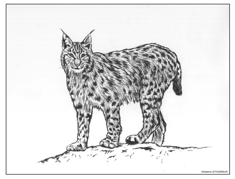 Dessin feutre lynx boréal Ghislaine Letourneur Inspiration photo Patrice Raydelet