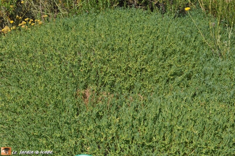 Euphorbe épineuse • Euphorbia spinosa
