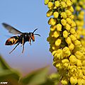 Le frelon asiatique, un redoutable tueur d'abeilles !