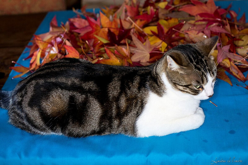w_Tuto couronnes chat_20181109_6440