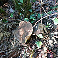 baer-08-09-20-06