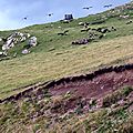 Les vautours près du col Sensibilé...
