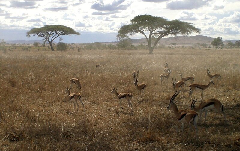 Serengeti_gazelles