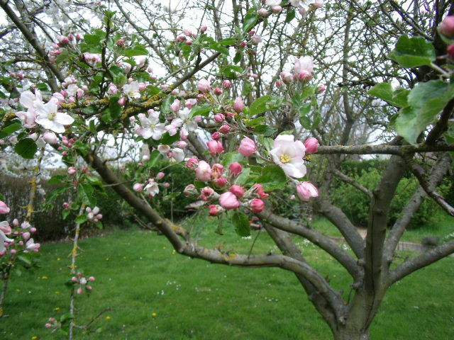 25 Avril 2010 Arbres Fruitiers 001 Photo De Fleurs De