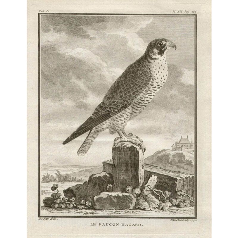 _Hawk_Faucon_Hagard