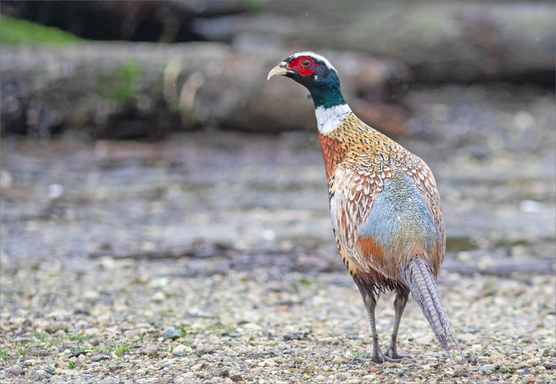 Oiseau faisan Pavé 281221 ym 1
