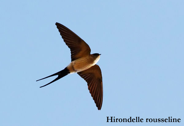 Quel Est Donc Cet Oiseau Photos Doiseaux