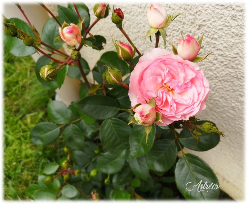 Rosier Eden rose