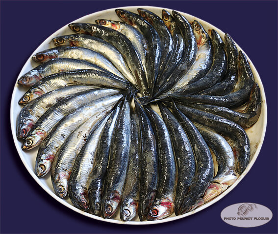 MAISON_ROQUES_ANCHOIS_frais