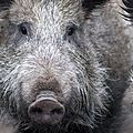 Pays de bade : la peste porcine africaine arrive