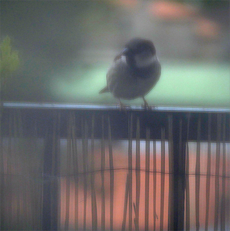 rideau oiseaux mangeoire 042023 ym 3