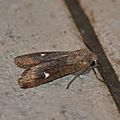 Eupsilia transversa, (le satellite)