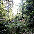 foret-d-issaux3